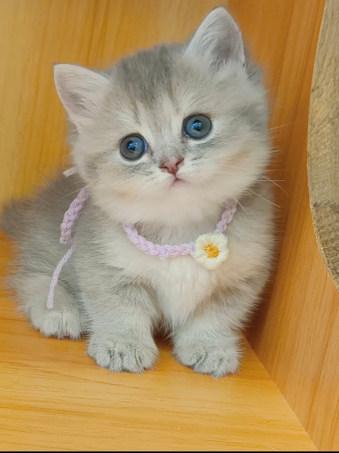 蓝金曼基康矮脚妹妹,包邮